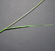 Blätterfoto Cynosurus cristatus