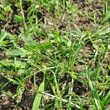 Habitusfoto Cyperus fuscus
