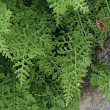 Blätterfoto Cystopteris alpina