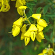 Blütenfoto Cytisus nigricans