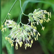 Blütenfoto Dactylis glomerata