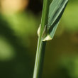 Blätterfoto Dactylis glomerata