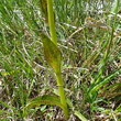 Blätterfoto Dactylorhiza cruenta