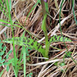 Blätterfoto Dactylorhiza lapponica