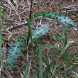 Blätterfoto Dactylorhiza maculata ssp. fuchsii