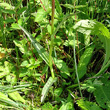 Blätterfoto Dactylorhiza traunsteineri