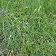 Habitusfoto Danthonia decumbens