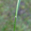 Stängel-/Stammfoto Danthonia decumbens