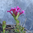 Blütenfoto Daphne cneorum