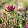 Foto der Jungpflanze Daphne cneorum