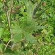 Blätterfoto Delphinium elatum