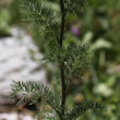Blätterfoto Descurainia sophia