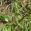 Blätterfoto Dianthus armeria