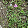 Habitusfoto Dianthus seguieri