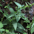 Blätterfoto Digitalis grandiflora
