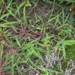 Blätterfoto Digitaria sanguinalis