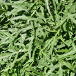 Blätterfoto Diplotaxis tenuifolia