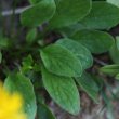 Blätterfoto Doronicum clusii