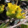 Blütenfoto Draba aizoides