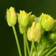 Blütenfoto Draba nemorosa