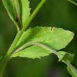 Blätterfoto Draba nemorosa