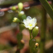 Blütenfoto Drosera rotundifolia