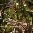 Stängel-/Stammfoto Drosera rotundifolia
