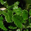 Blätterfoto Dryas octopetala