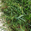 Habitusfoto Echinochloa crus-galli