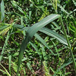 Blätterfoto Echinochloa crus-galli
