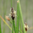 Blütenfoto Eleocharis palustris aggr.
