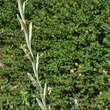 Blütenfoto Elymus hispidus
