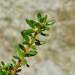 Blätterfoto Empetrum nigrum ssp. hermaphroditum