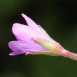 Blütenfoto Epilobium alpestre