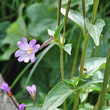Blütenfoto Epilobium alsinifolium