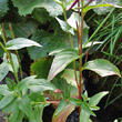 Blätterfoto Epilobium alsinifolium