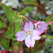 Blütenfoto Epilobium anagallidifolium