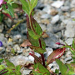 Blätterfoto Epilobium anagallidifolium