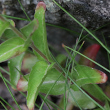 Blätterfoto Epilobium collinum