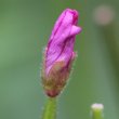 Blütenfoto Epilobium montanum