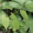 Blätterfoto Epimedium alpinum