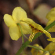 Blütenfoto Epimedium pinnatum