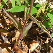 Blätterfoto Epipactis purpurata
