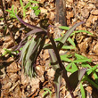 Foto von Besonderheit Epipactis purpurata