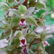 Blütenfoto Epipactis purpurata