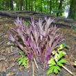 Foto der Jungpflanze Epipactis purpurata