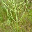 Stängel-/Stammfoto Equisetum arvense