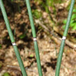 Stängel-/Stammfoto Equisetum hyemale
