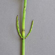 Stängel-/Stammfoto Equisetum palustre