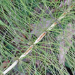 Blätterfoto Equisetum telmateia